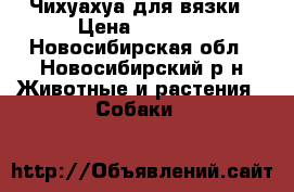 Чихуахуа для вязки › Цена ­ 3 000 - Новосибирская обл., Новосибирский р-н Животные и растения » Собаки   